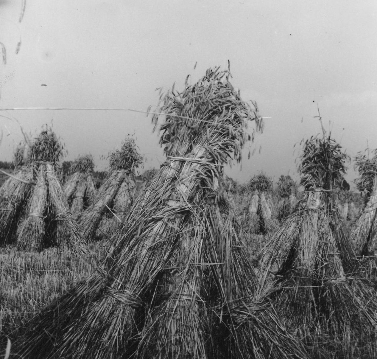 Nederlands BakkerijMuseum Foto